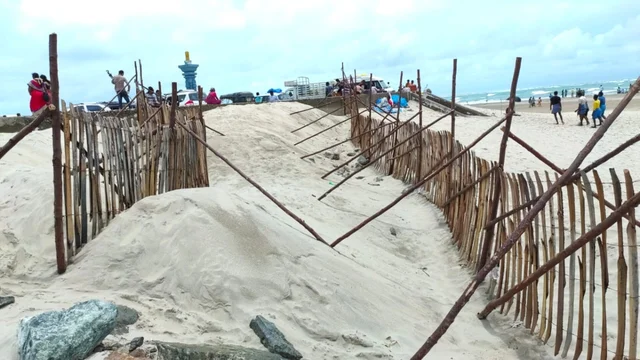 தனுஷ்கோடி மணல் புயலை தடுக்க மட்டை வேலி