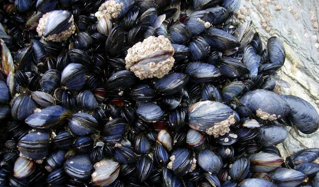 சிப்பி மீன்கள்