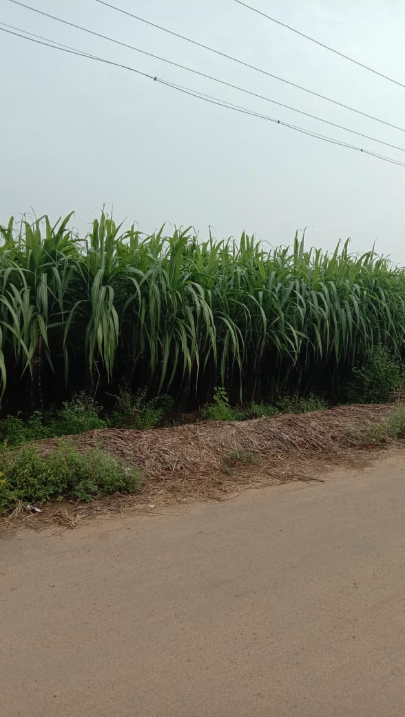 கரும்பு விவசாயம்
