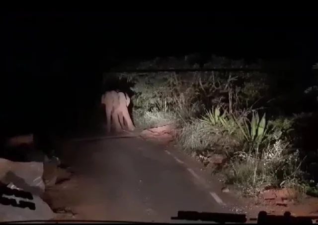 கெத்தை மலை பாதையில் யானை