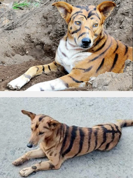 பட்ஜெட் புலி