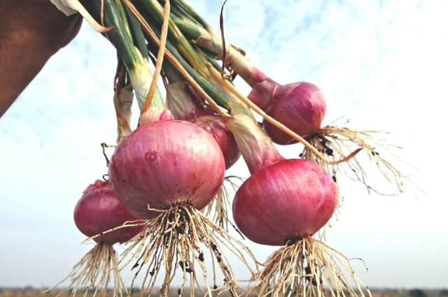 வெங்காய விலை உயர்வு