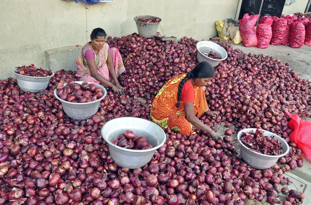 வெங்காய விலையேற்றத்தால் எகிப்து நாட்டிலிருந்து இறக்குமதி செய்யப்பட்ட வெங்காயத்தை தரம் பிரிக்கும் பணியில் ஈடுபட்டுள்ள தொழிலாளர்கள்.