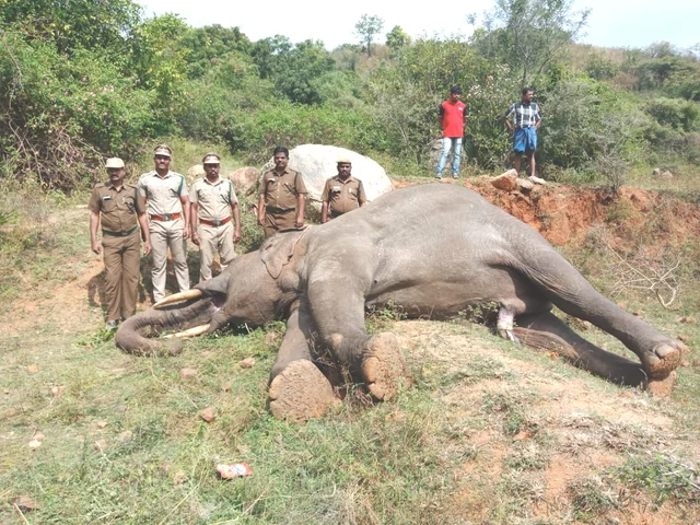 உயிரிழந்த காட்டு யானை