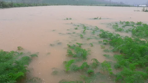 வெள்ள நீர் சூழ்ந்த விளைநிலம்