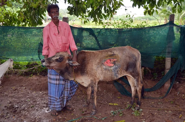 சாலையில் கிடந்த மாட்டுக்கு வைத்தியம்