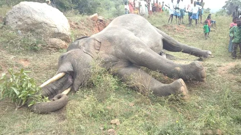 உயிரிழந்த காட்டு யானை