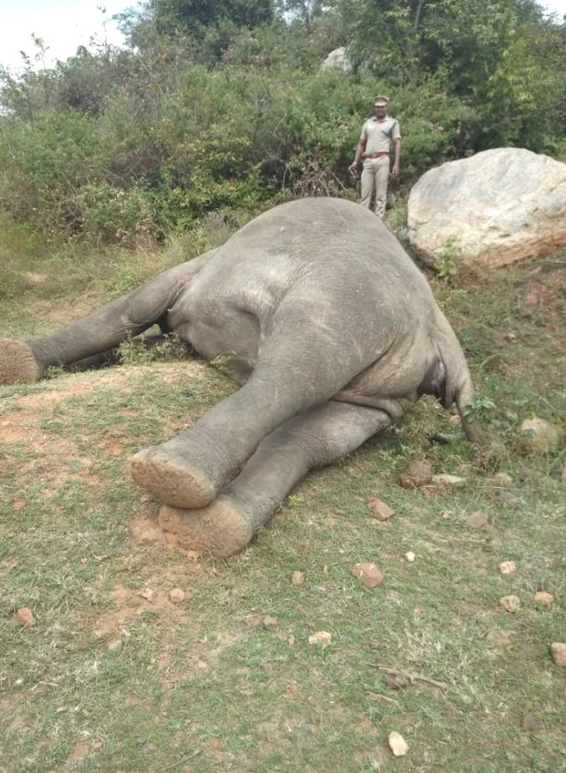 காட்டு யானை
