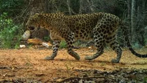 சிறுத்தை