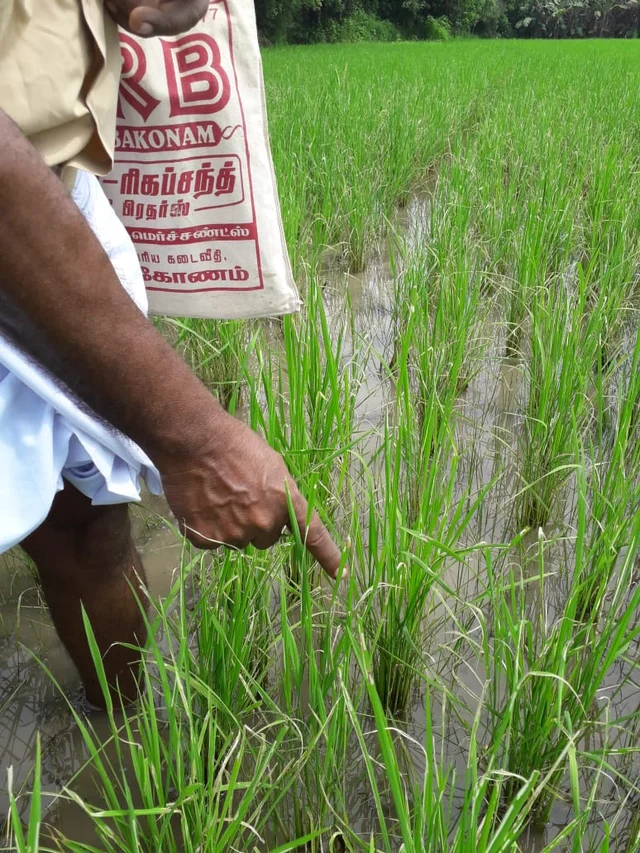 தாக்குதலுக்குள்ளான நெற்பயிர்கள்