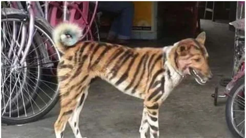 பட்ஜெட் புலி