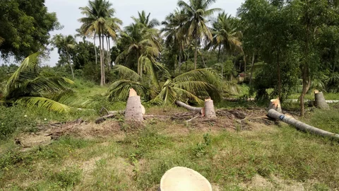 தென்னை மரங்கள்
