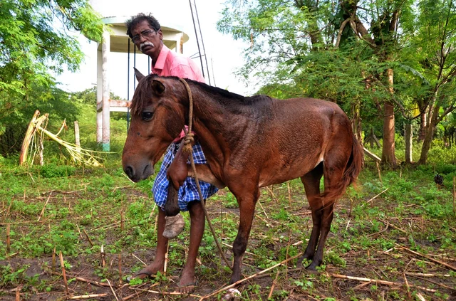 அடிபட்ட குதிரை