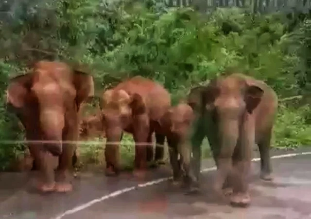 கெத்தை மலை பாதையில் யானை