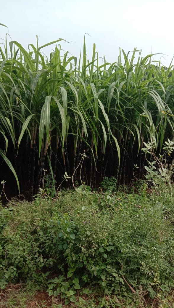 கரும்பு விவசாயம்