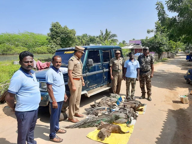 விஷம் வைத்துக் கொல்லப்பட்ட மயில்கள்