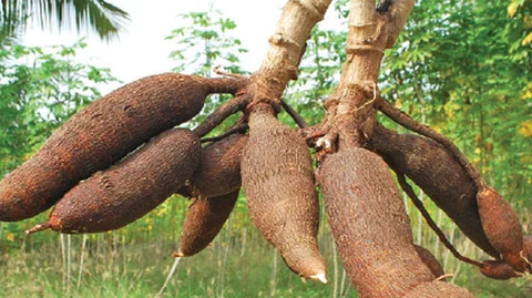 மரவள்ளி கிழங்கு