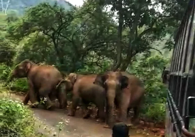 கெத்தை மலை பாதையில் யானை