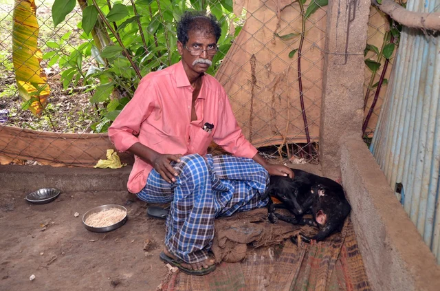 அடிபட்ட நிலையில் பாதுகாப்பு