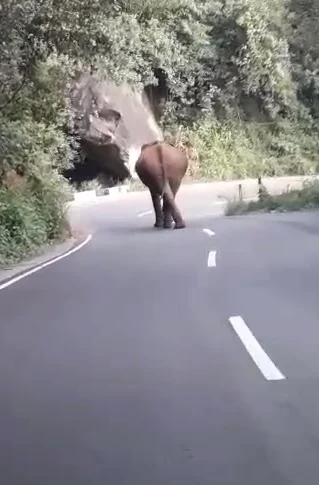 காட்டு யானை
