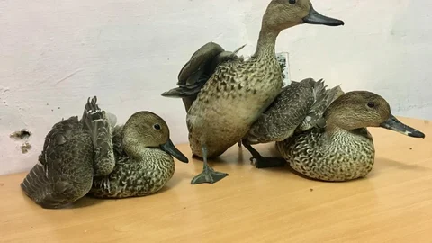 ராமநாதபுரம் வந்துள்ள வெளிநாட்டுப் பறவைகள்