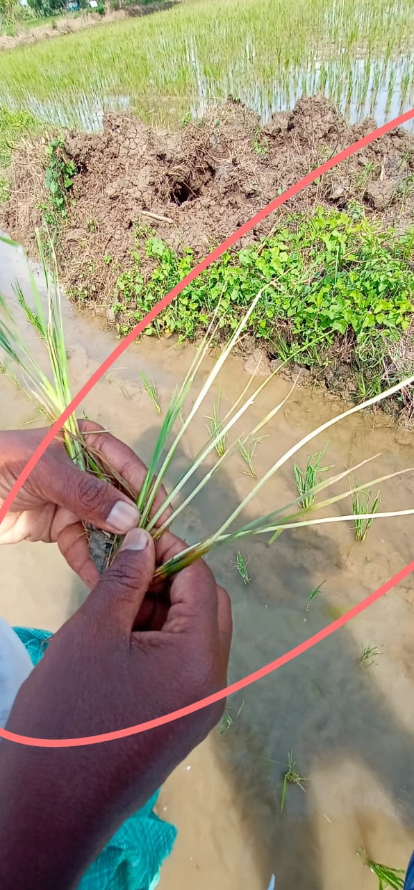 நெற்பயிரில் யானைகொம்பன்
