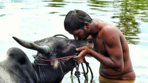 தன் காளைக்கு முத்தம் கொடுக்கும் காளை உரிமையாளர்