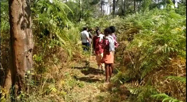 Tiger attack