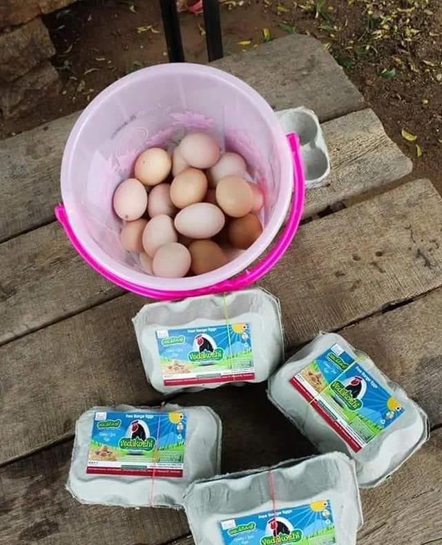 கோழிப் பண்ணை