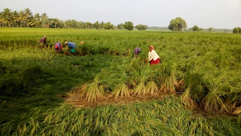சாய்ந்து கிடக்கும் பயிர்