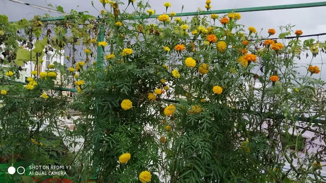 terrace garden