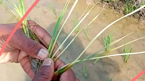 ஆனைக்கொம்பன் தாக்குதல்