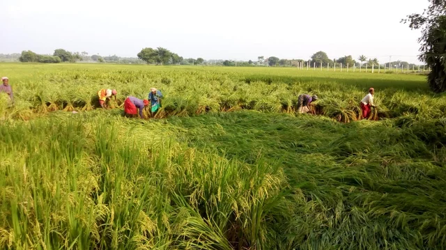 சாய்ந்த பயிர்