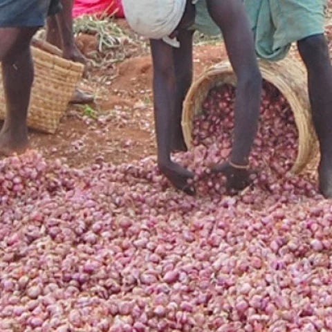வெங்காயம்
