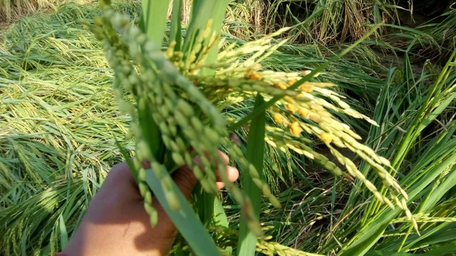 நெற்பயிர்