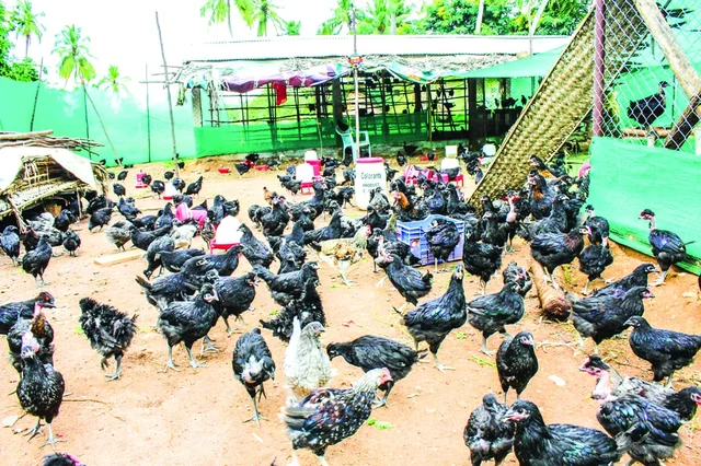 கோழிகளுக்குப் பயிற்சி