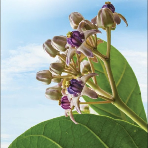 எருக்க இலை