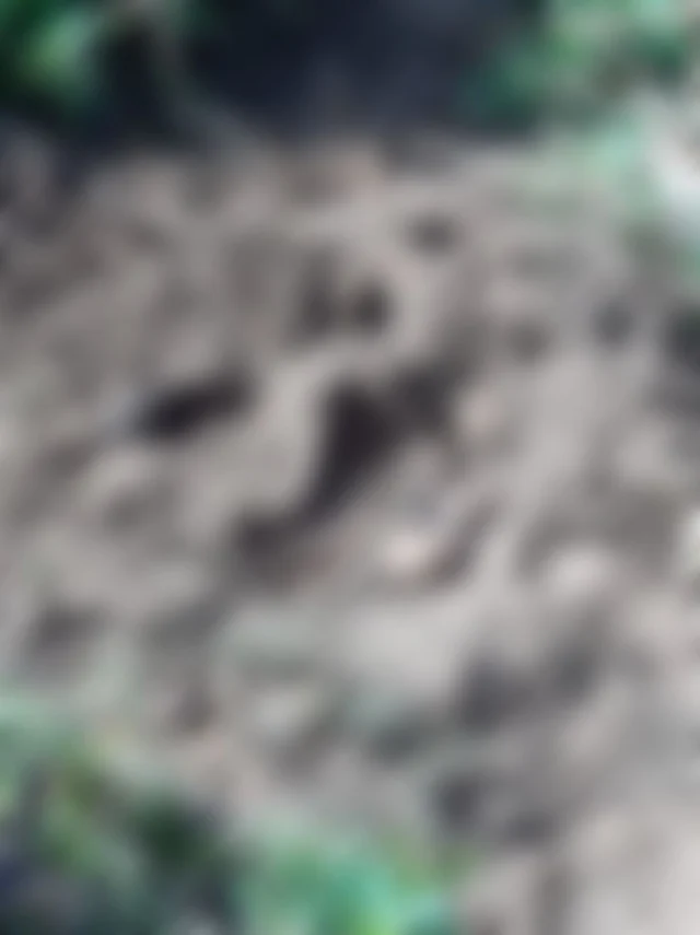புதைக்கப்பட்ட குழந்தை