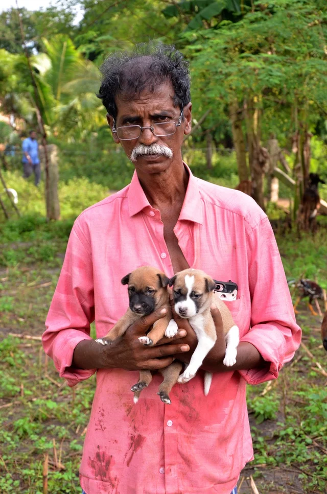 நாய்க் குட்டிகள்