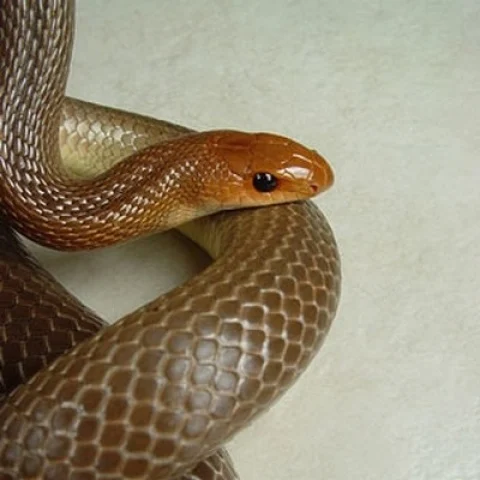 பாம்பு