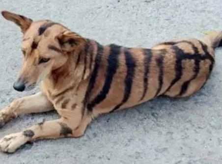 பட்ஜெட் புலி