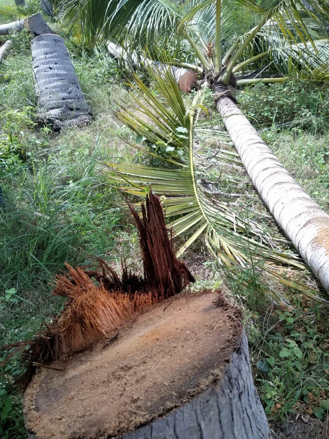 தென்னை