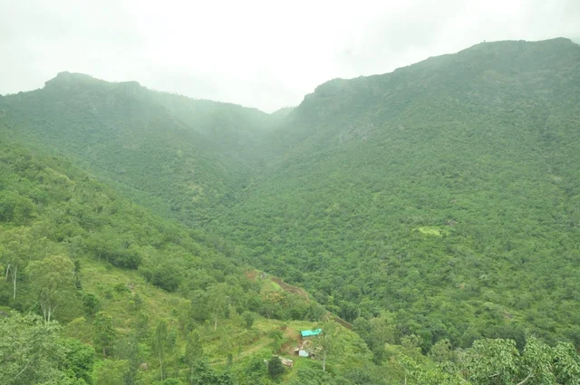 முதுமலை புலிகள் காப்பகம்