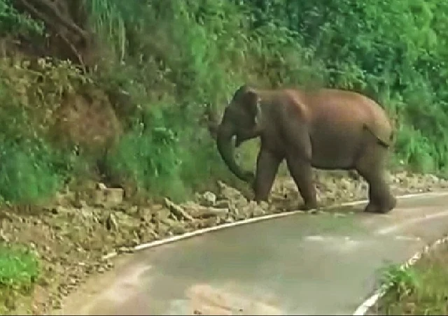 கெத்தை மலை பாதையில் யானை