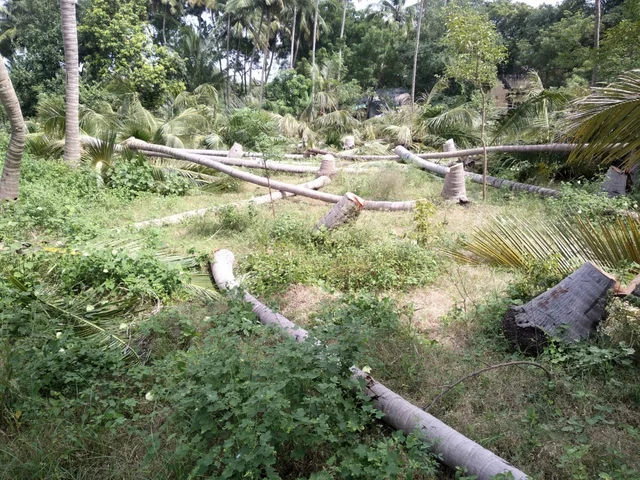 தென்னை மரங்கள்