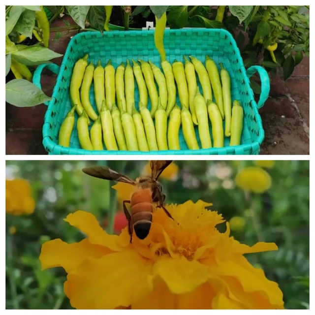 terrace garden