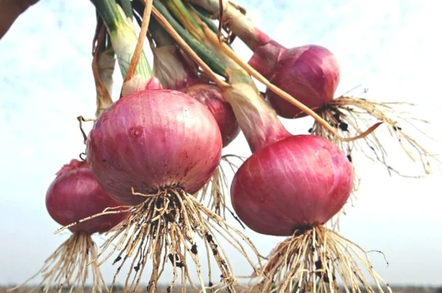 வெங்காயம்