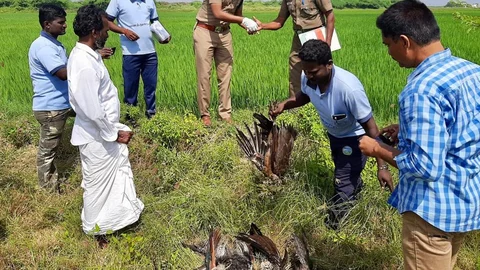 இறந்து கிடந்த தேசியப் பறவை மயில்.