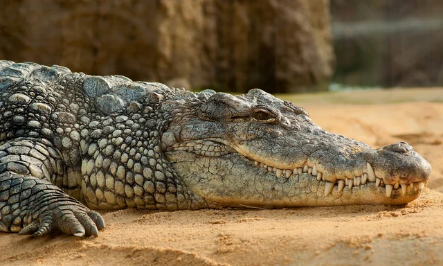 முதலைகள்