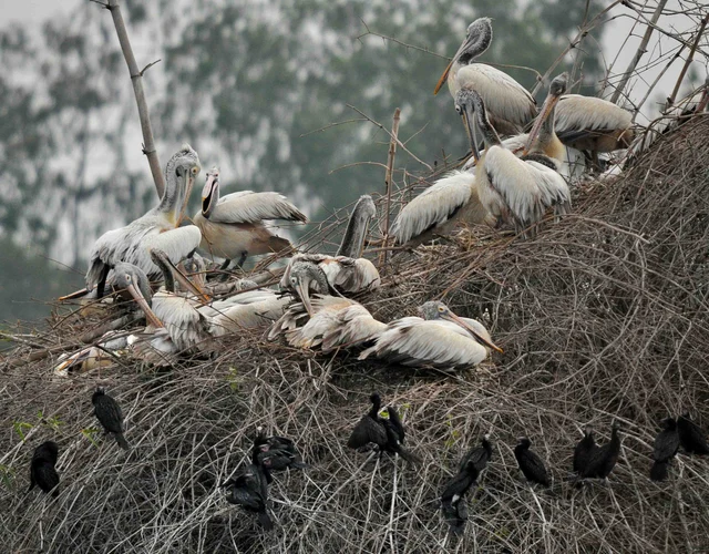 வேடந்தாங்கல் பறவைகள்